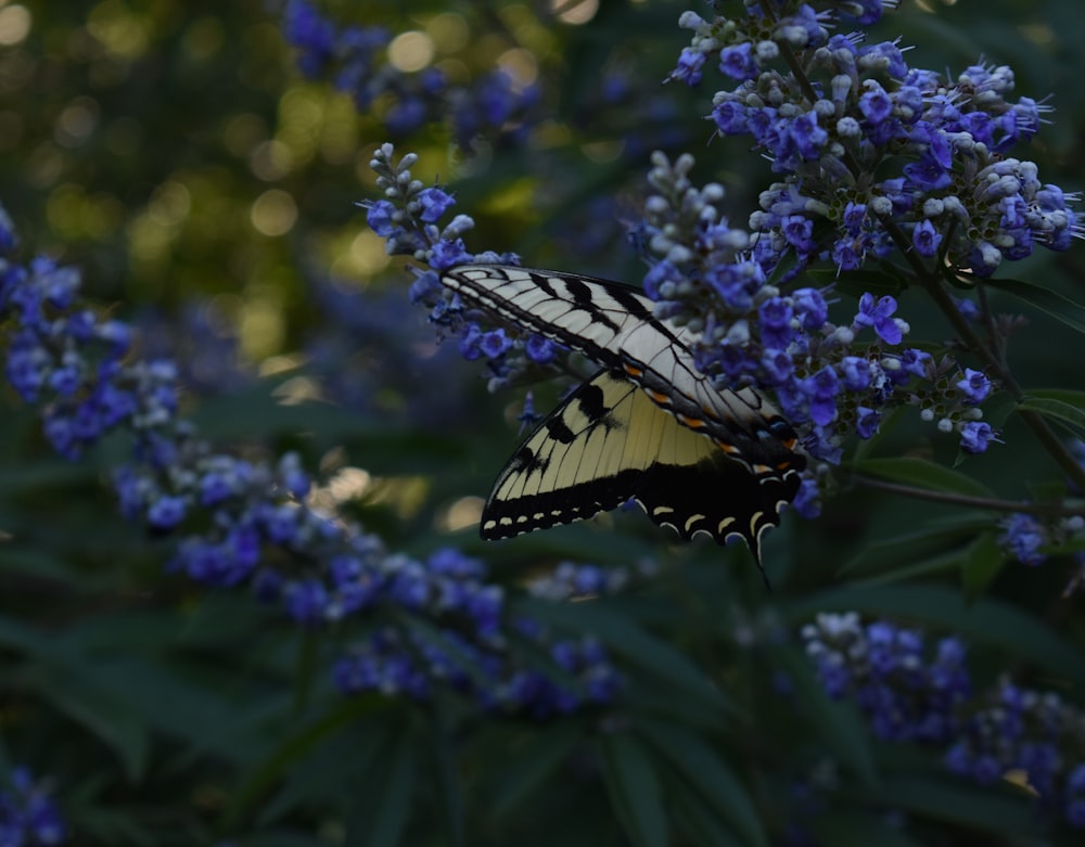 tiger swallowtail butterfly perched on purple flower in close up photography during daytime