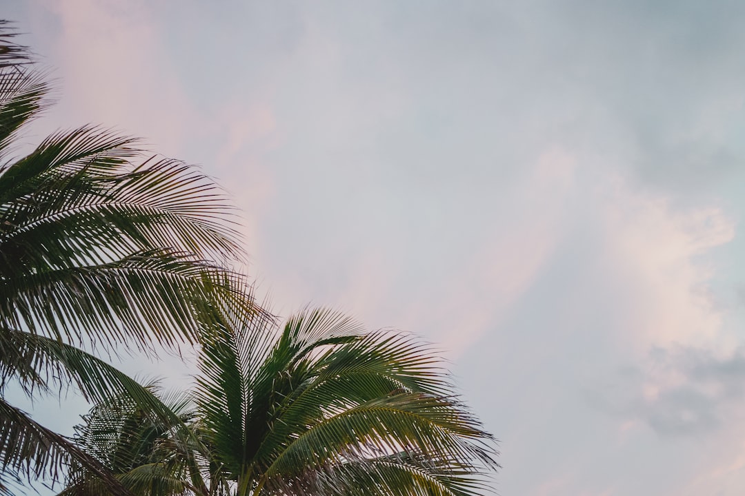 green palm tree under gray sky