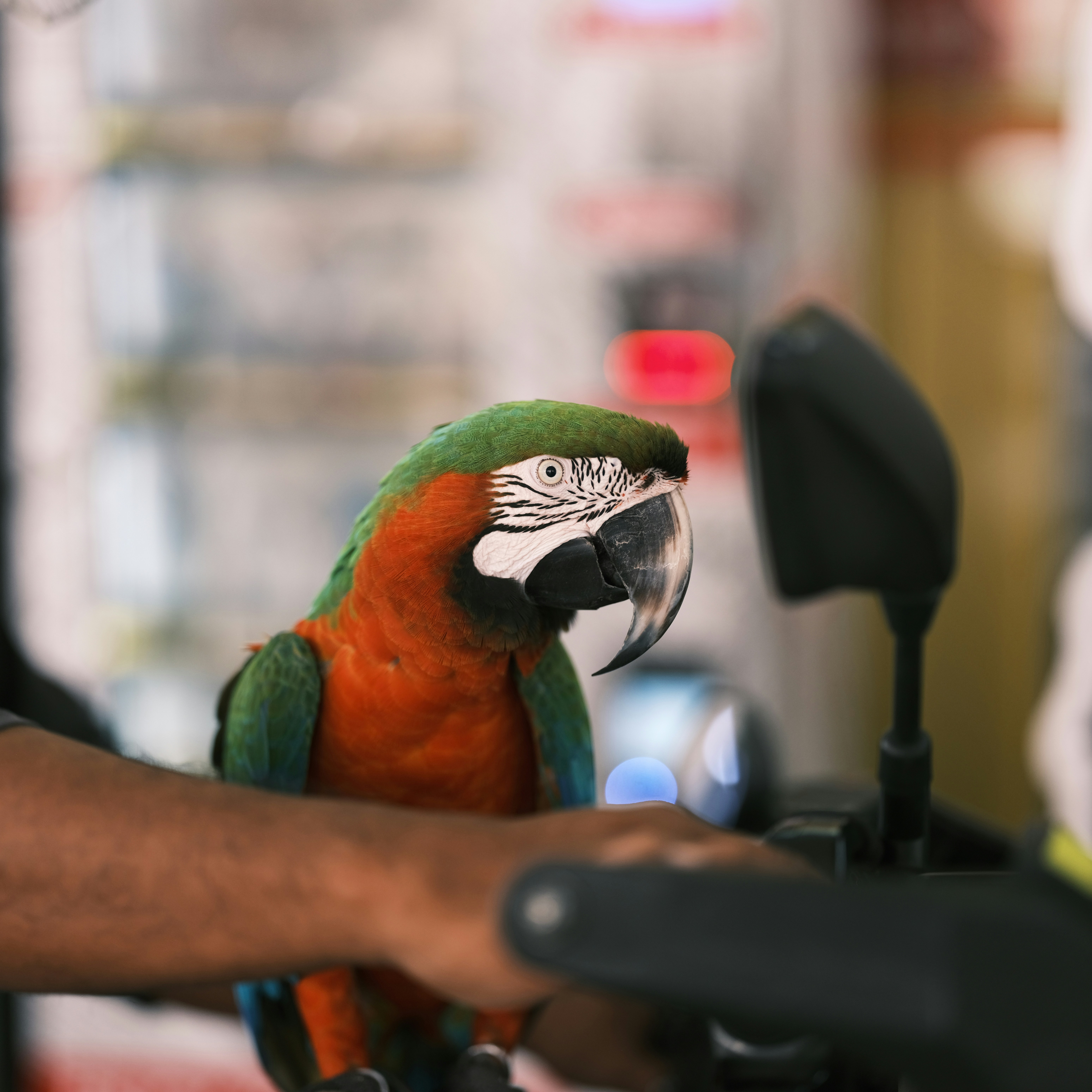 Chirp Chirp, Hello World! Your Guide to Teaching Your Parrot to Talk