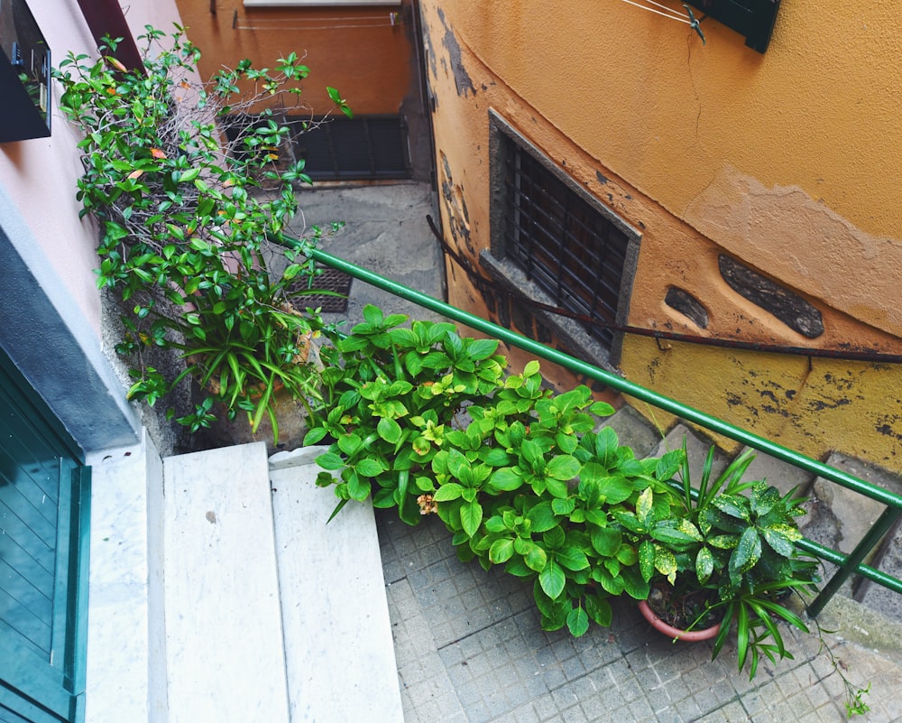 Planta verde cerca de un edificio de hormigón marrón