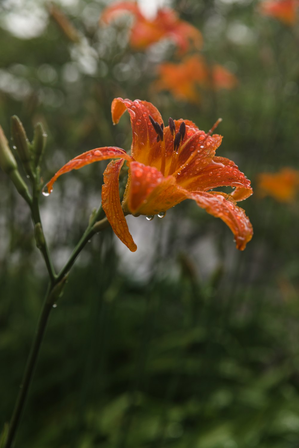 ティルトシフトレンズのオレンジ色の花