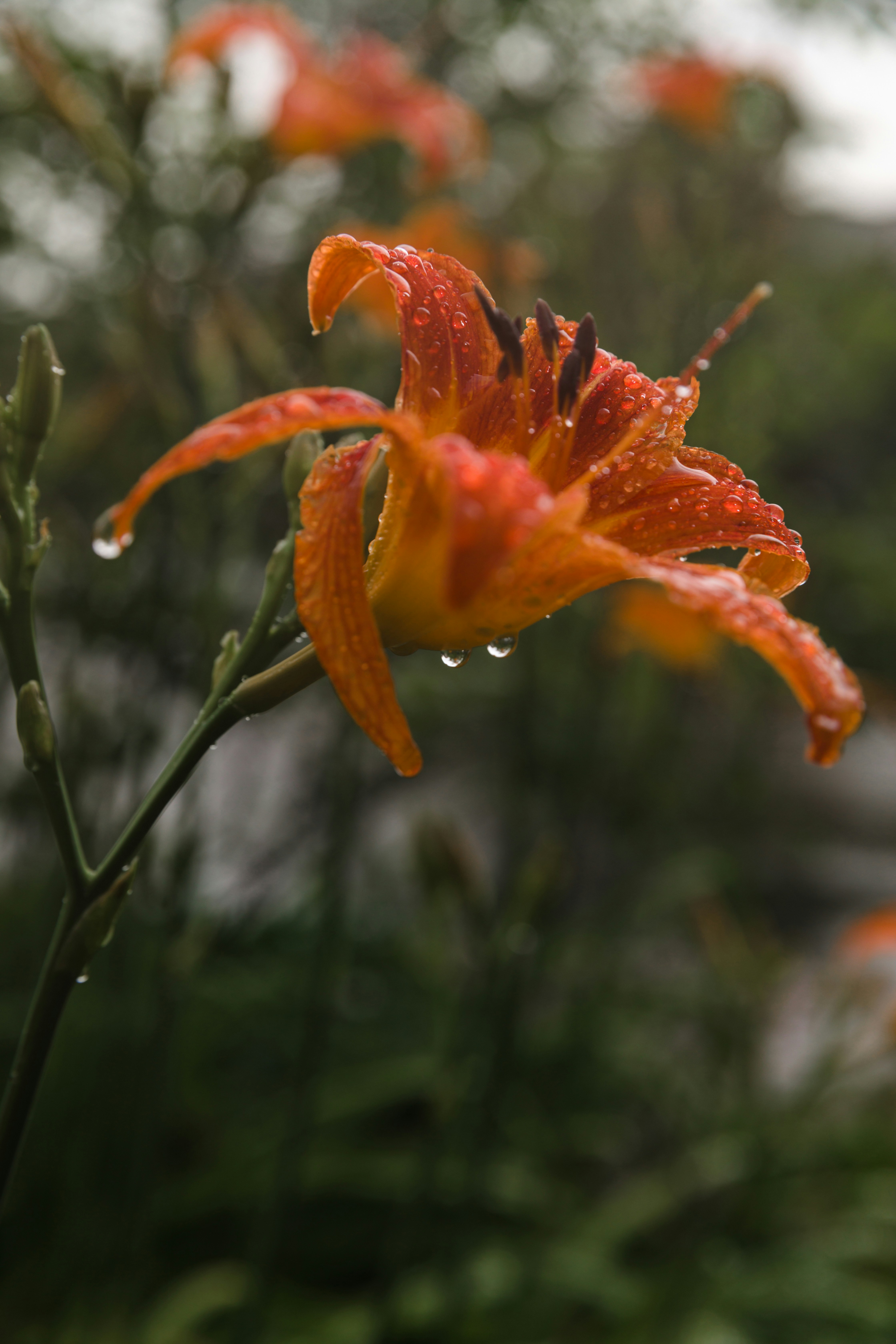 Photo by thephotographermom