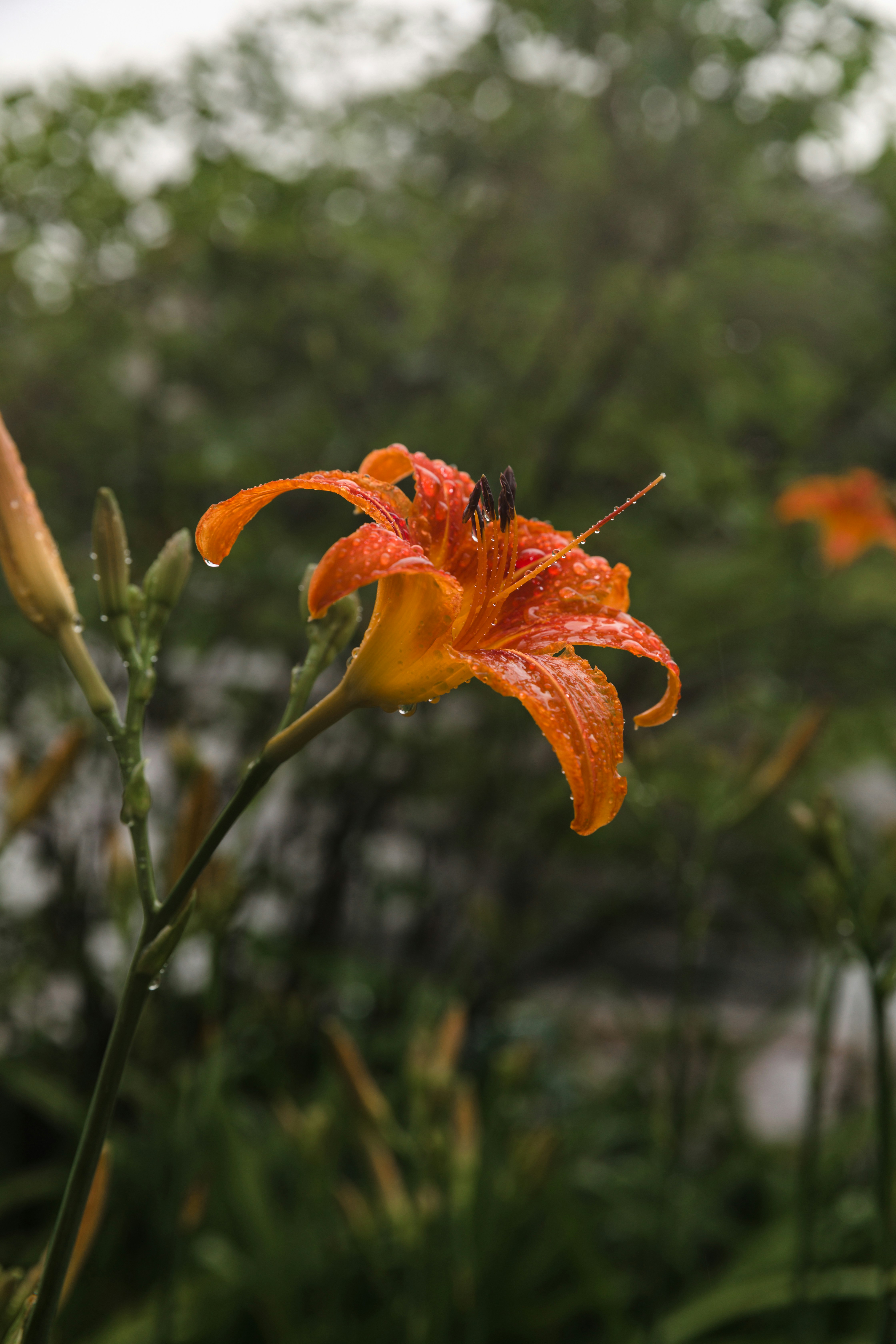 Photo by thephotographermom