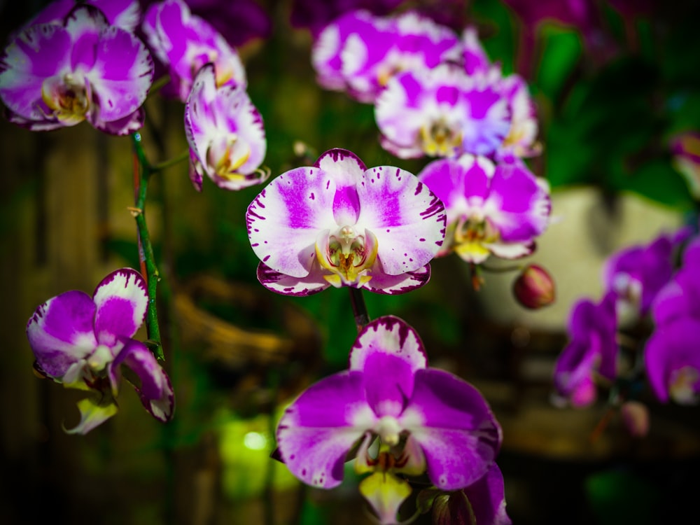 purple and white flower in tilt shift lens