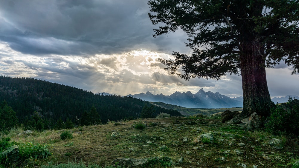 campo di erba verde e alberi verdi sotto nuvole bianche e cielo blu durante il giorno