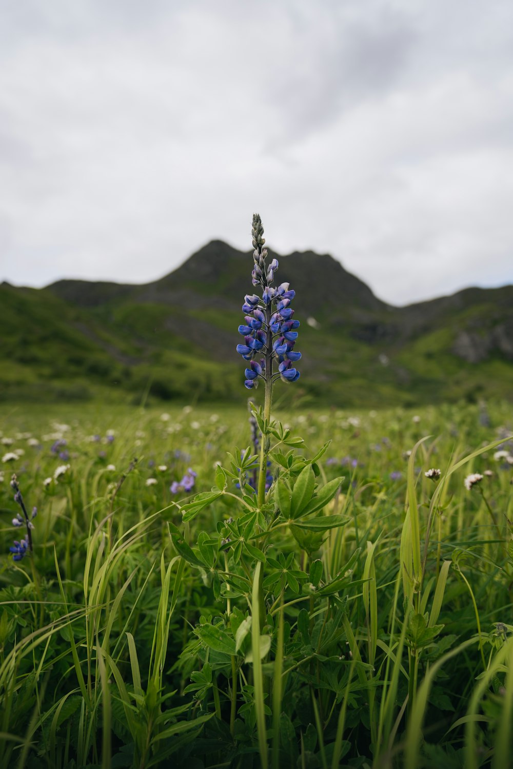 blue flower on green grass field during daytime