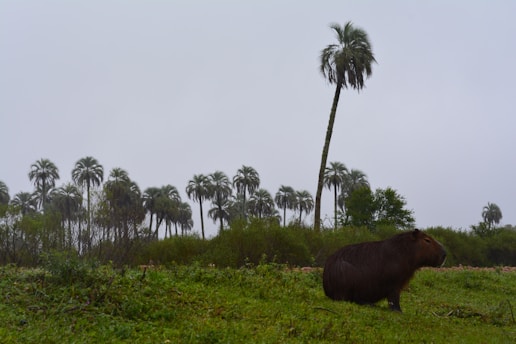 A cheerful capybara in a sunny landscape.