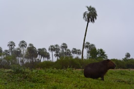 A capybara stands on a lush green field with a backdrop of tall palm trees under an overcast sky. The vegetation is dense, suggesting a tropical or subtropical environment.