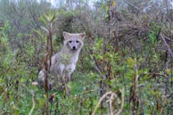 A wild canid is sitting among dense vegetation in a natural setting, with various green and brown foliage surrounding it. The animal is looking directly at the camera, blending well with its environment.