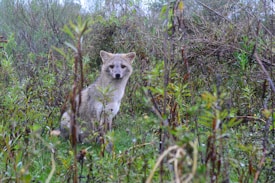 A wild canid is sitting among dense vegetation in a natural setting, with various green and brown foliage surrounding it. The animal is looking directly at the camera, blending well with its environment.