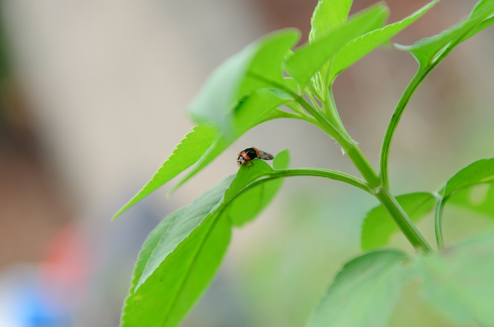 red and black ladybug on green leaf in close up photography during daytime