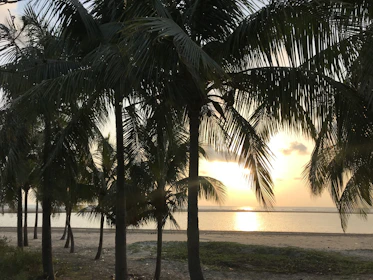 Golden sunset over the calm waters of Radhanagar Beach with silhouettes of palm trees.
