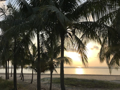Sunset over a calm Jamaican beach with palm trees silhouetted.
