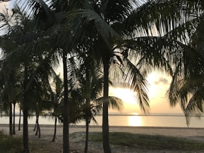 Sunset over the serene beaches of Bali with palm trees silhouetted against the sky.
