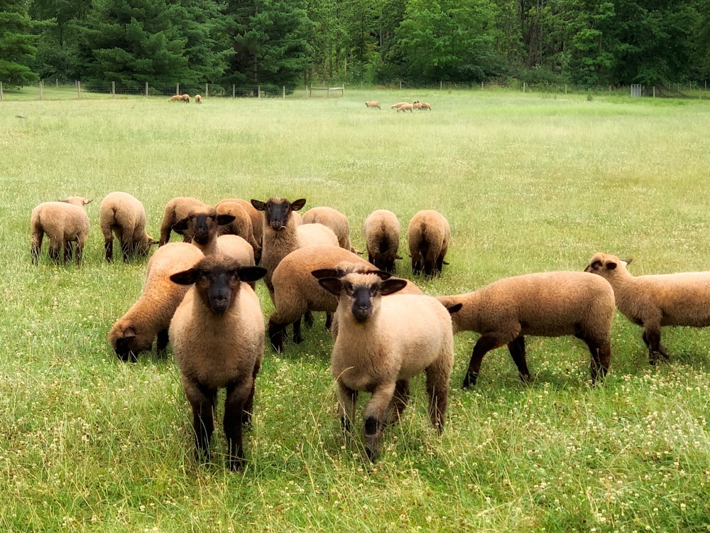 herd of sheep on green grass field during daytime