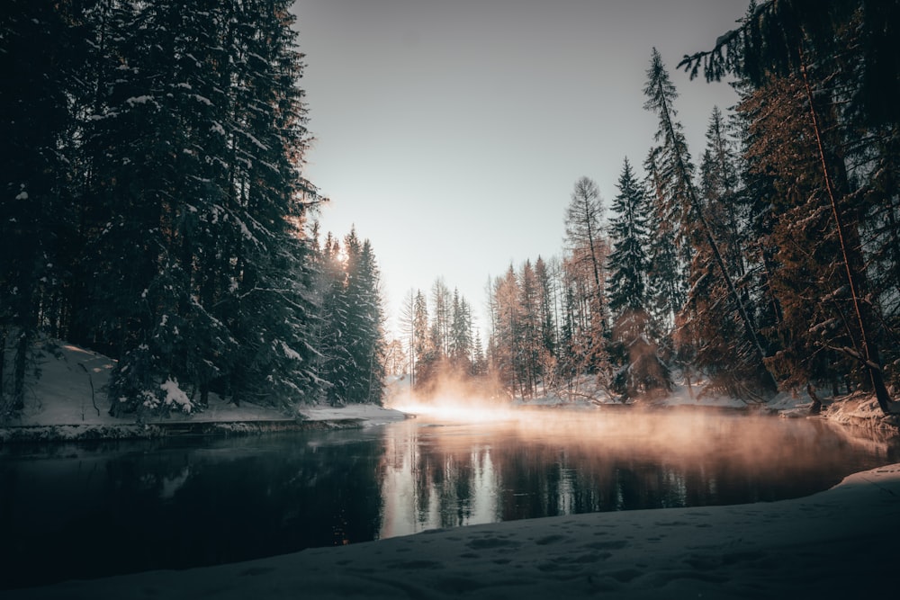 green trees near body of water during daytime