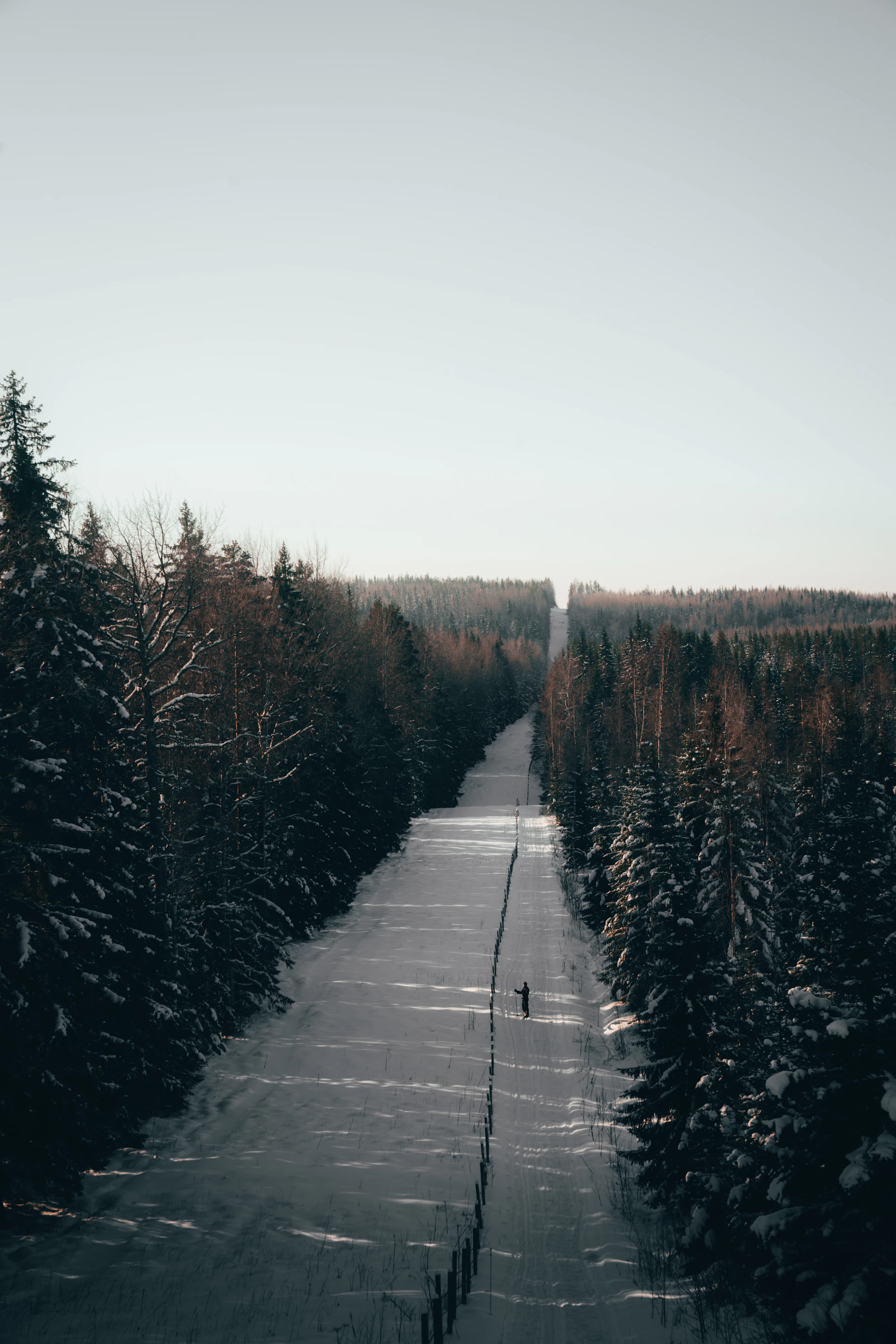 A quiet, straight path through dense conifer forest leading toward the studio