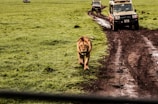 A lion walks along a dirt path through a grassy landscape with safari vehicles in the background. The setting is a savannah, with the rich greenery contrasting against the earth-toned path.