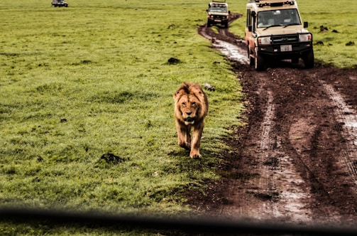 A lion walks along a dirt path through a grassy landscape with safari vehicles in the background. The setting is a savannah, with the rich greenery contrasting against the earth-toned path.