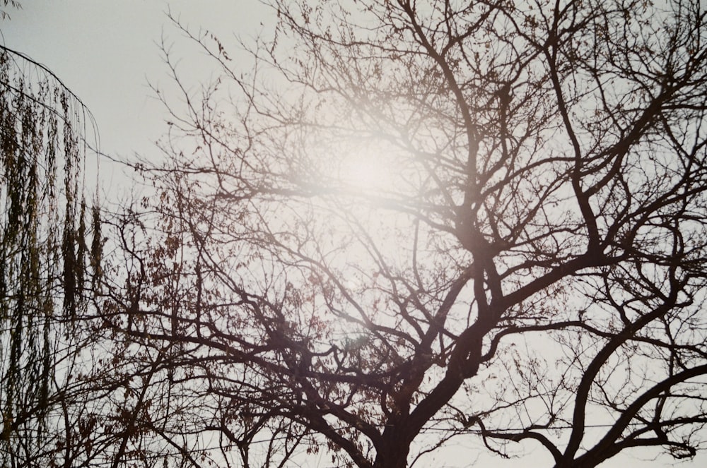 leafless tree under white sky during daytime