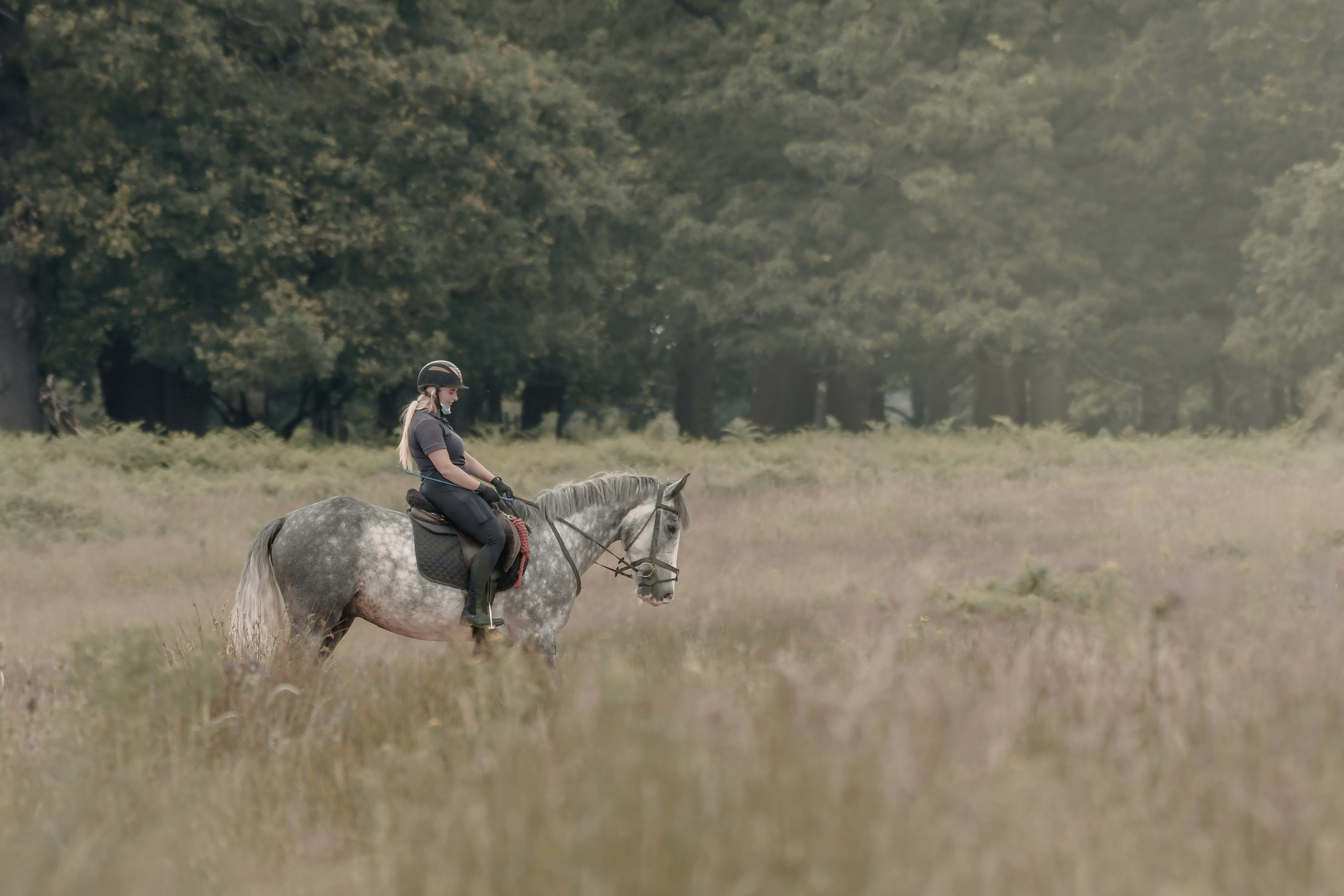Man riding on horse during daytime photo – Free Horse Image on Unsplash