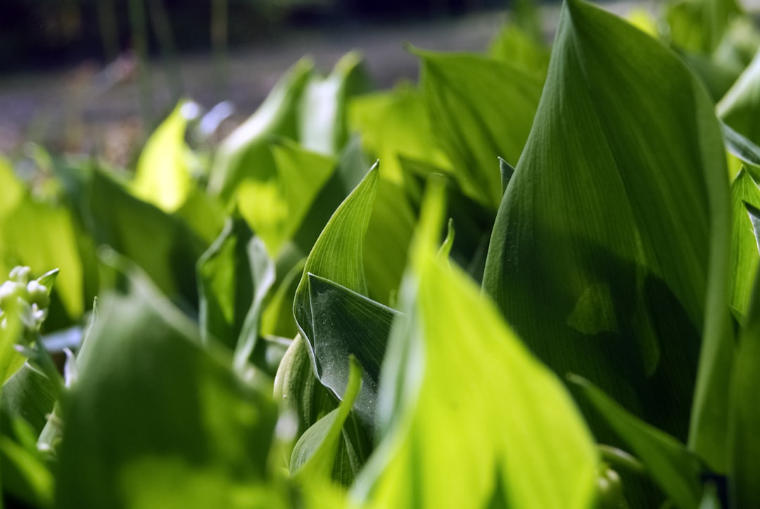 green leaves in tilt shift lens