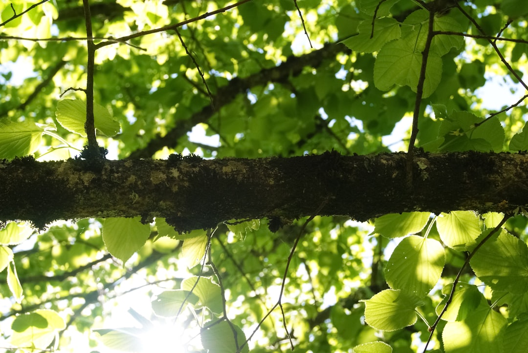 green leaves on brown tree