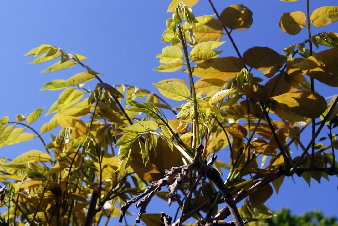 yellow leaves on tree branch during daytime