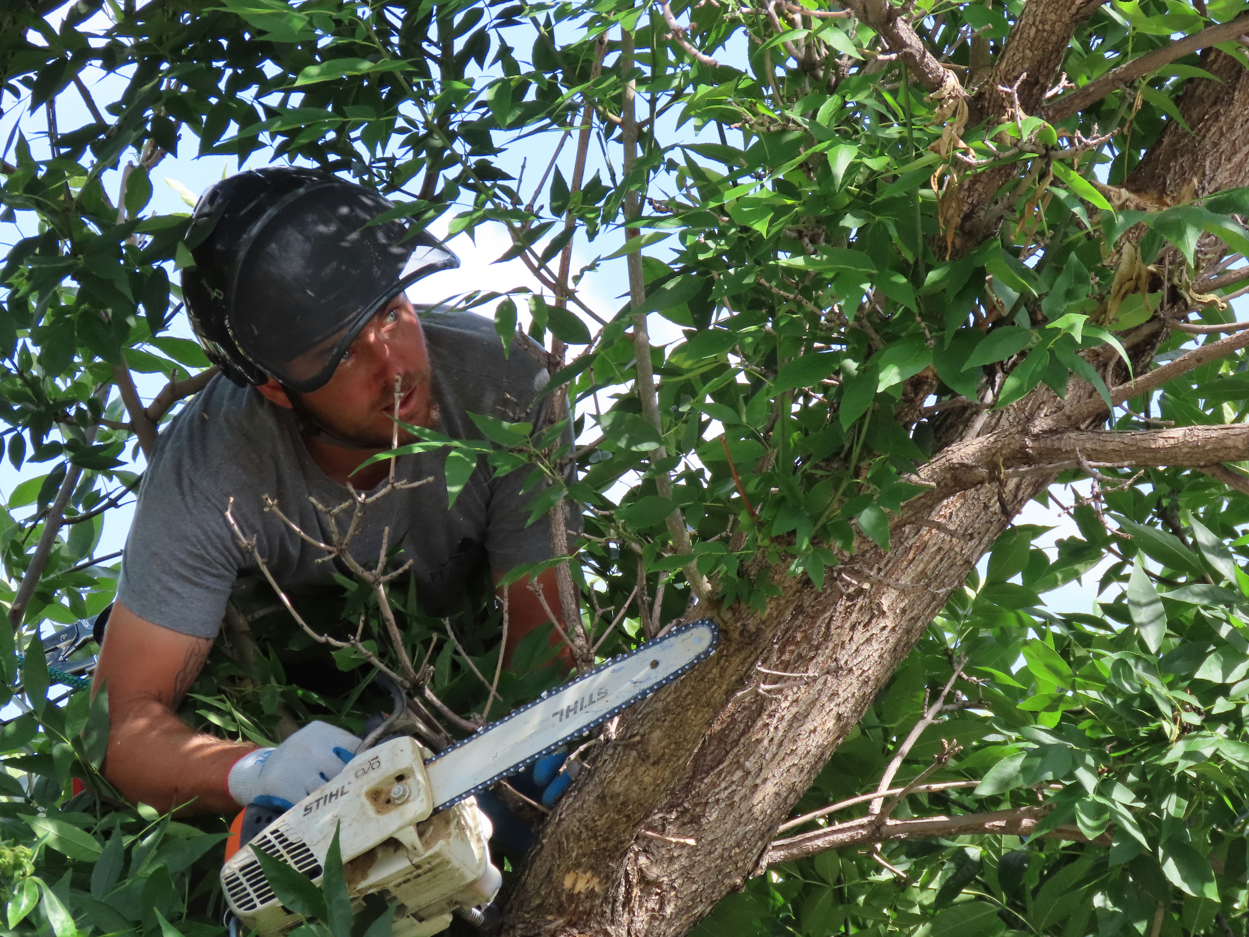 Professional arborist carefully pruning tree branches to improve structure and health - Mentor Ohio tree removal