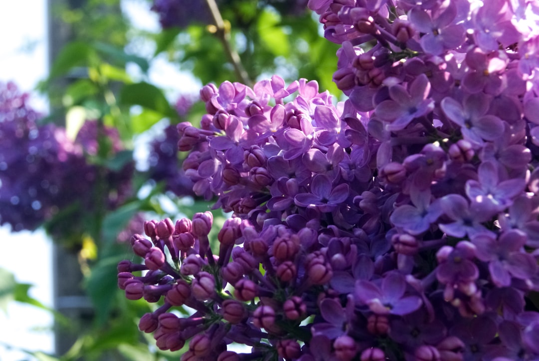 purple flowers in tilt shift lens