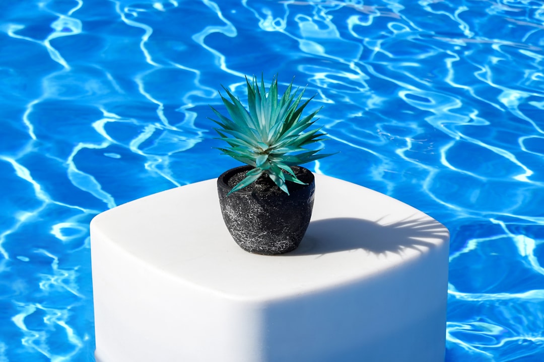 green plant on white round table