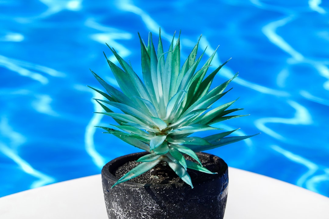 green plant on black pot