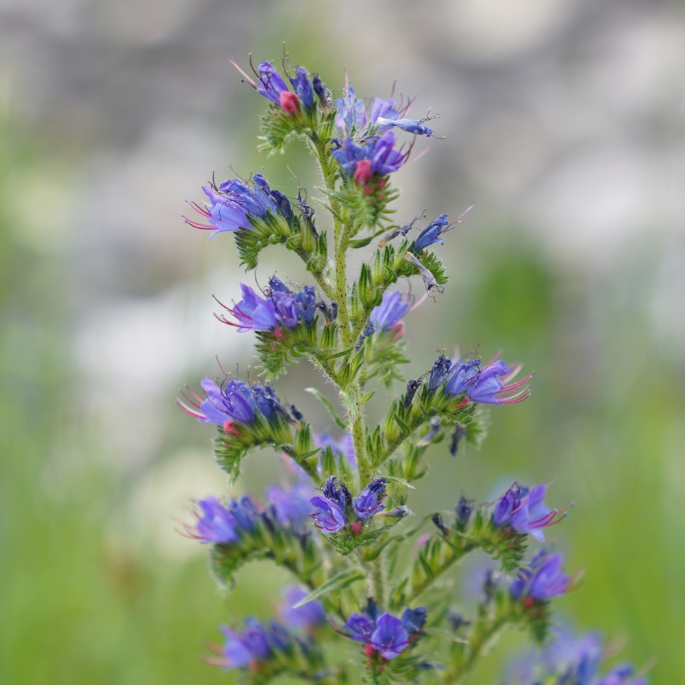 purple flower in tilt shift lens