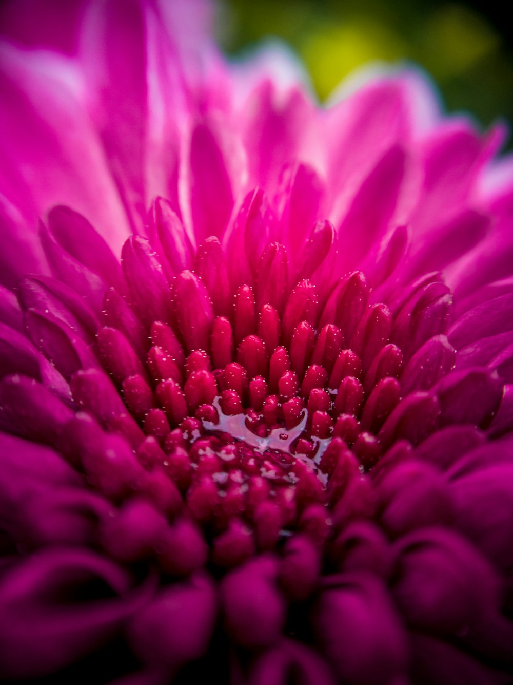 purple and white flower in macro shot