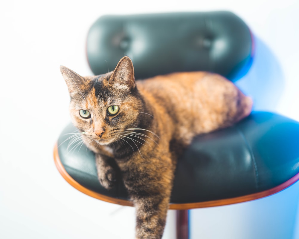 chat tigré brun sur chaise en plastique bleu et blanc