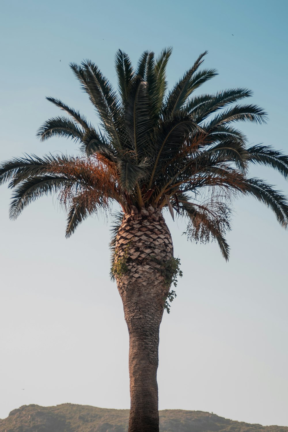 green palm tree under white sky during daytime