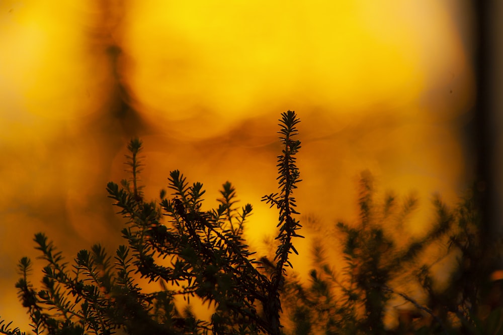 brown plant in tilt shift lens