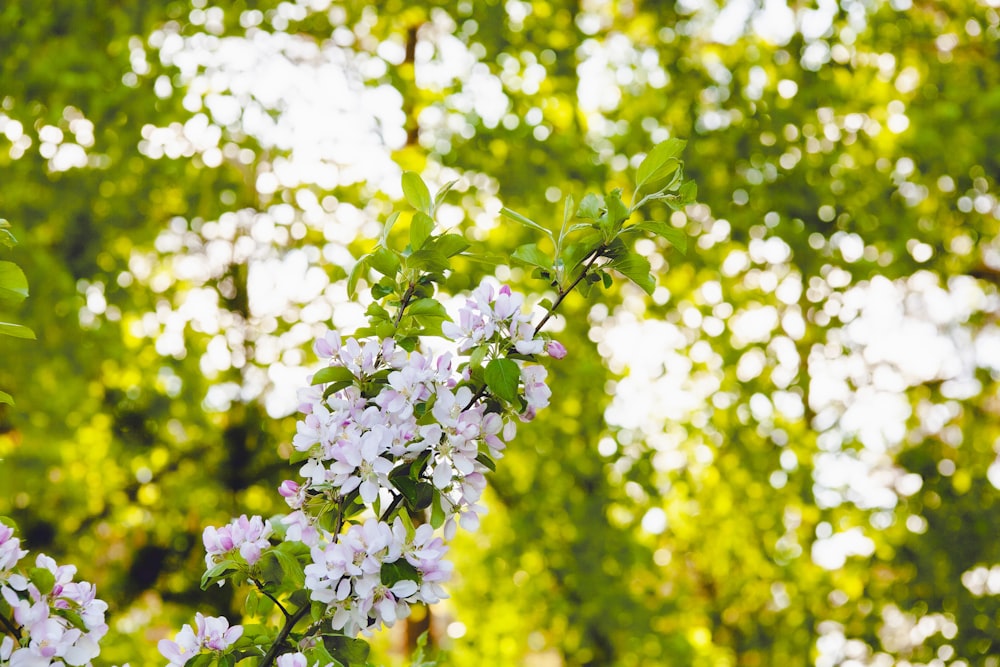 white and purple flower in tilt shift lens