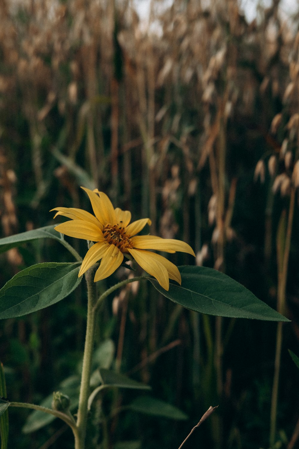 yellow flower in tilt shift lens