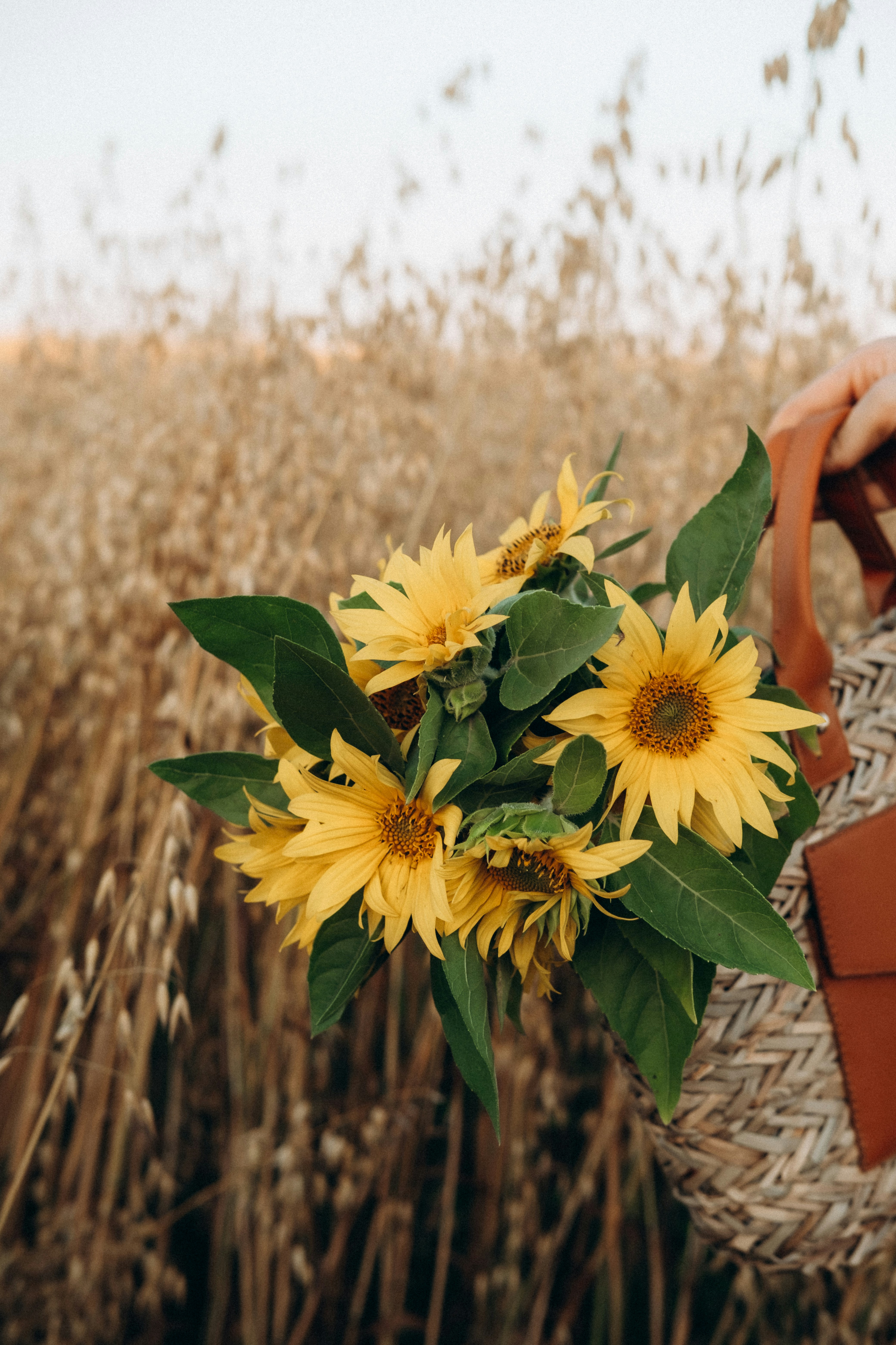 yellow sunflower in close up photography
