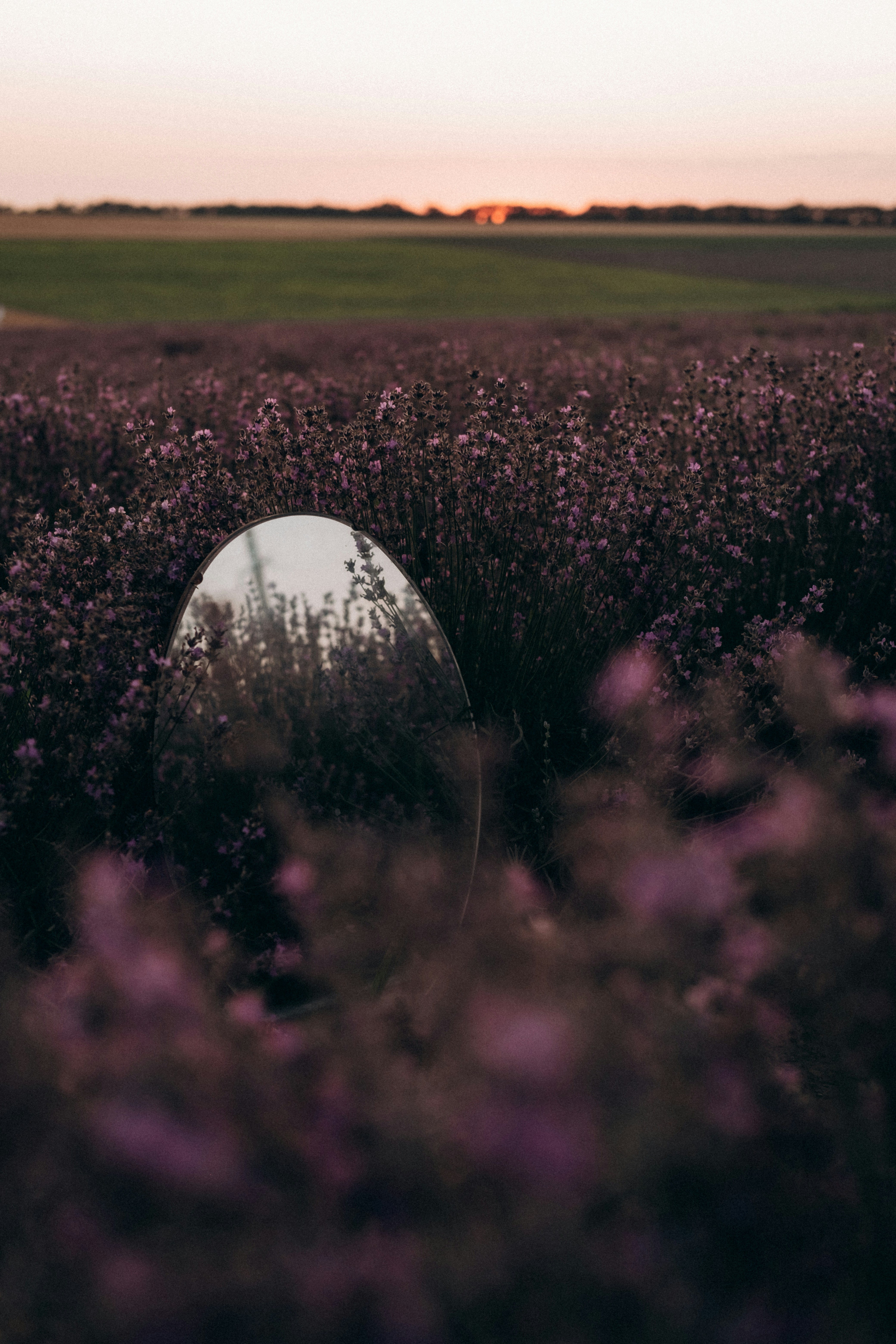 purple flower field during daytime