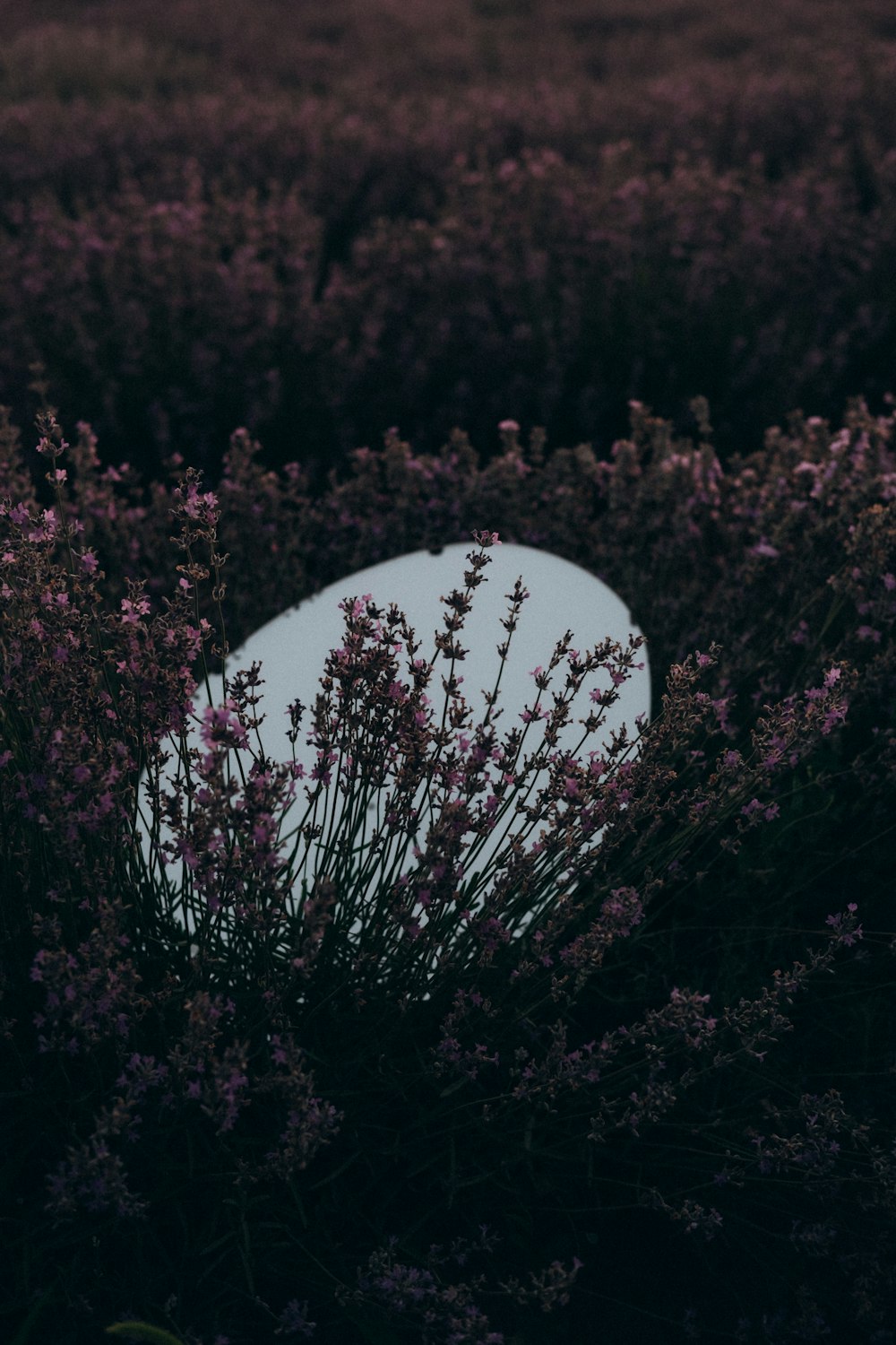 white and black full moon over red flowers