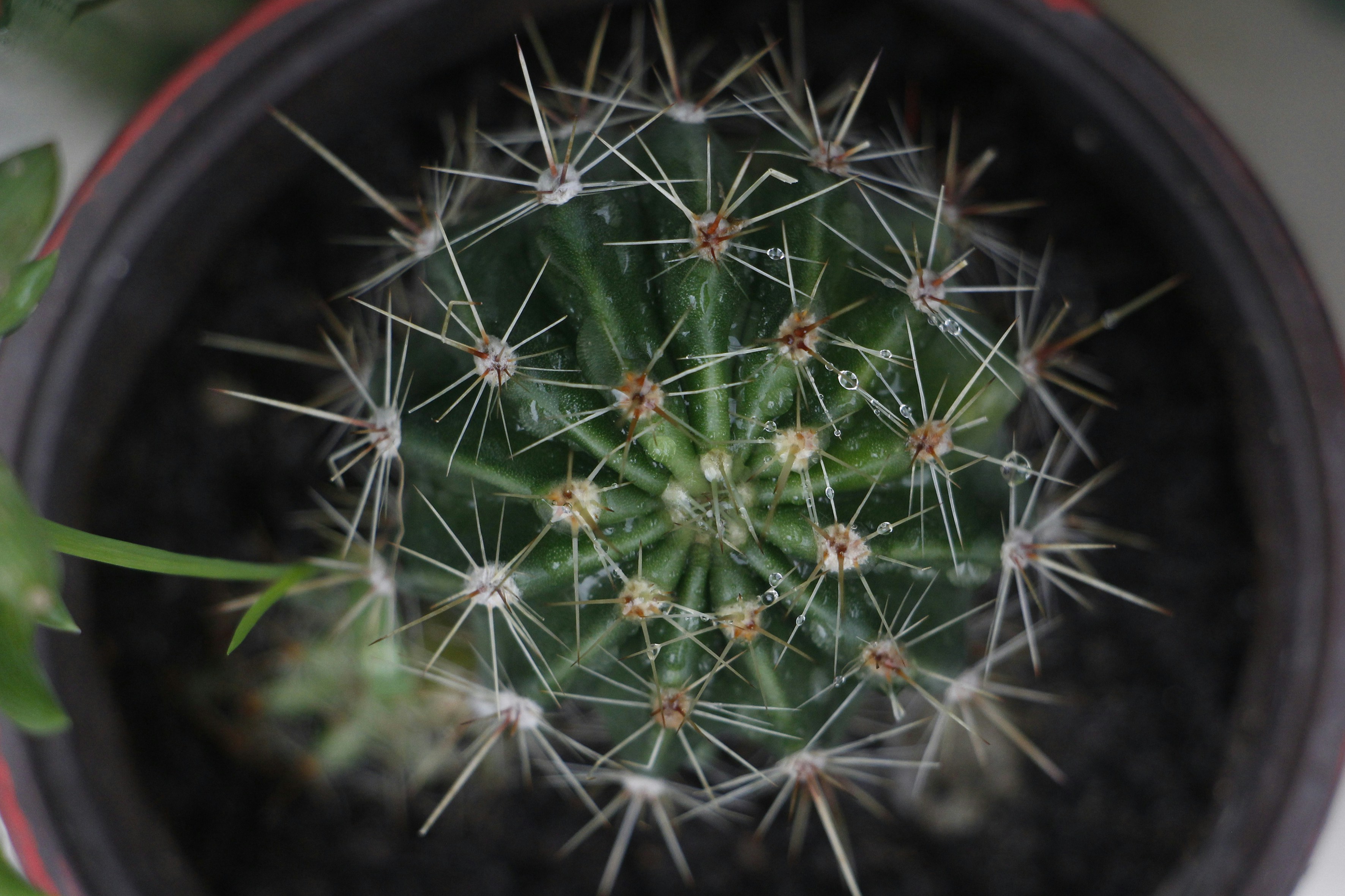 黒い鍋の緑のサボテンの写真 Unsplashで見つけるデラドゥンの無料写真