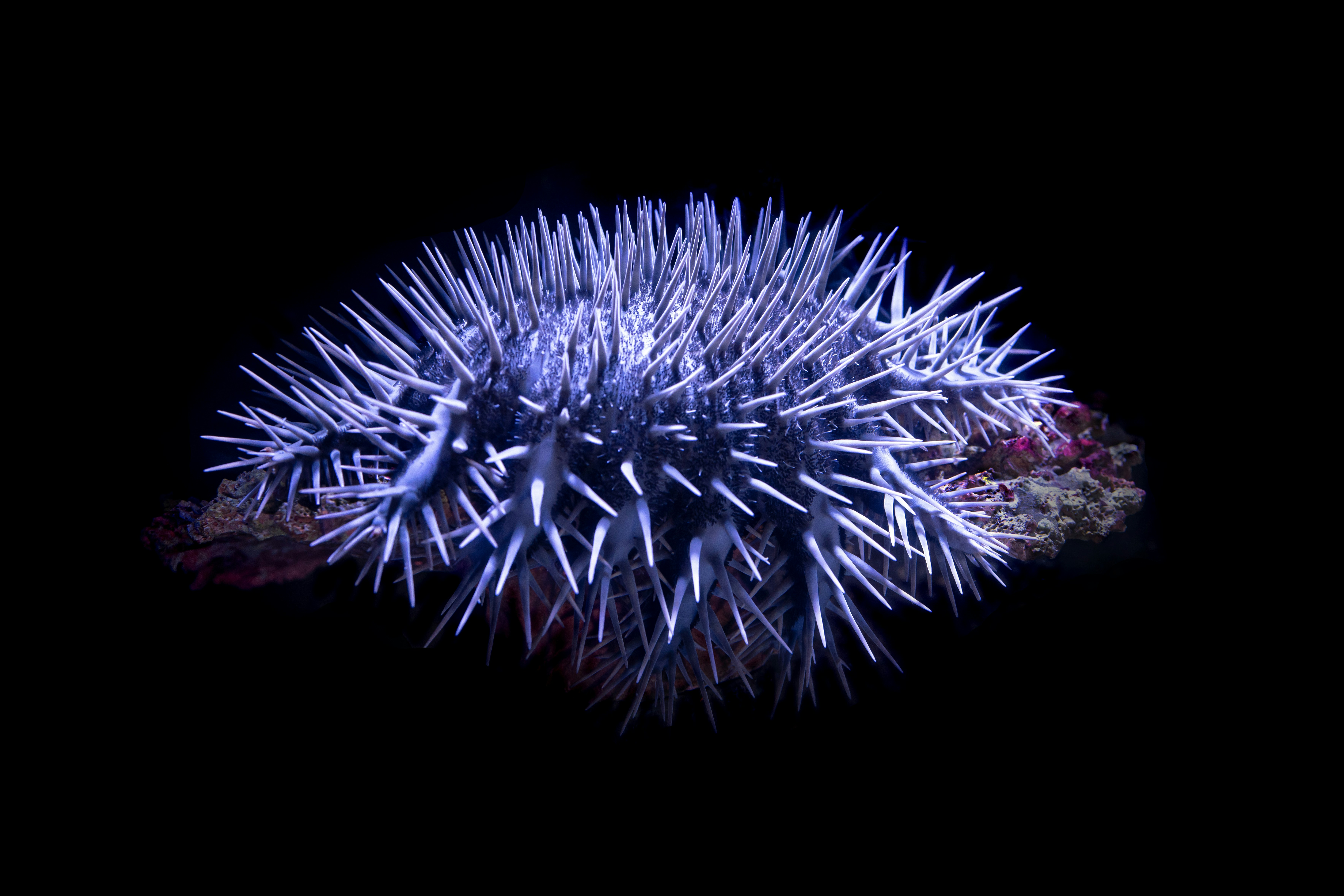 
        Scientists have discovered how to combat the evil crown-of-thorns starfish
    