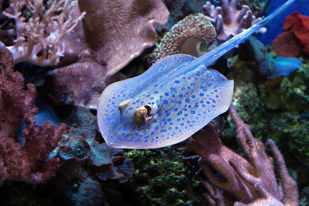 blue and white polka dot fish