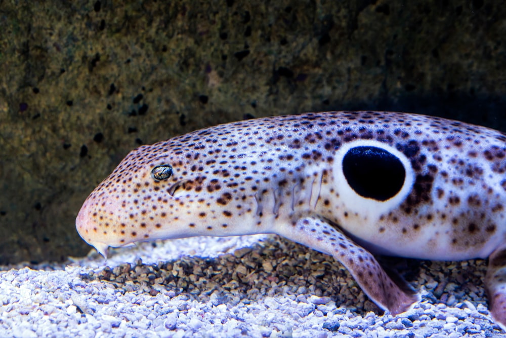 white and black fish on black and brown surface