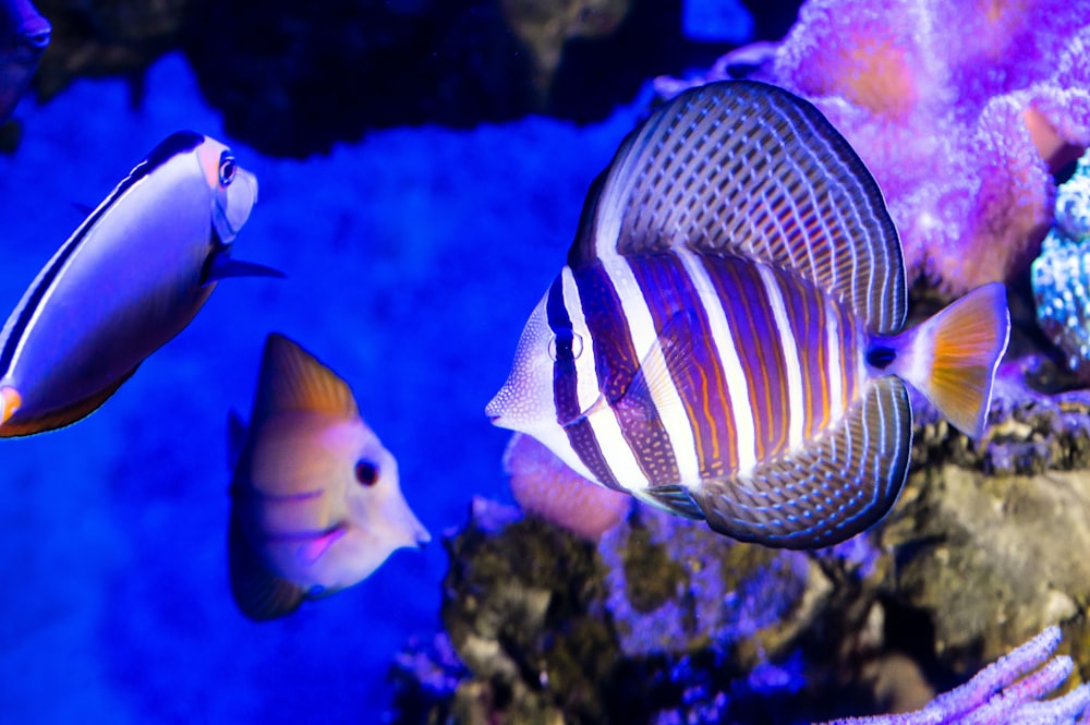 blue and yellow fish in water