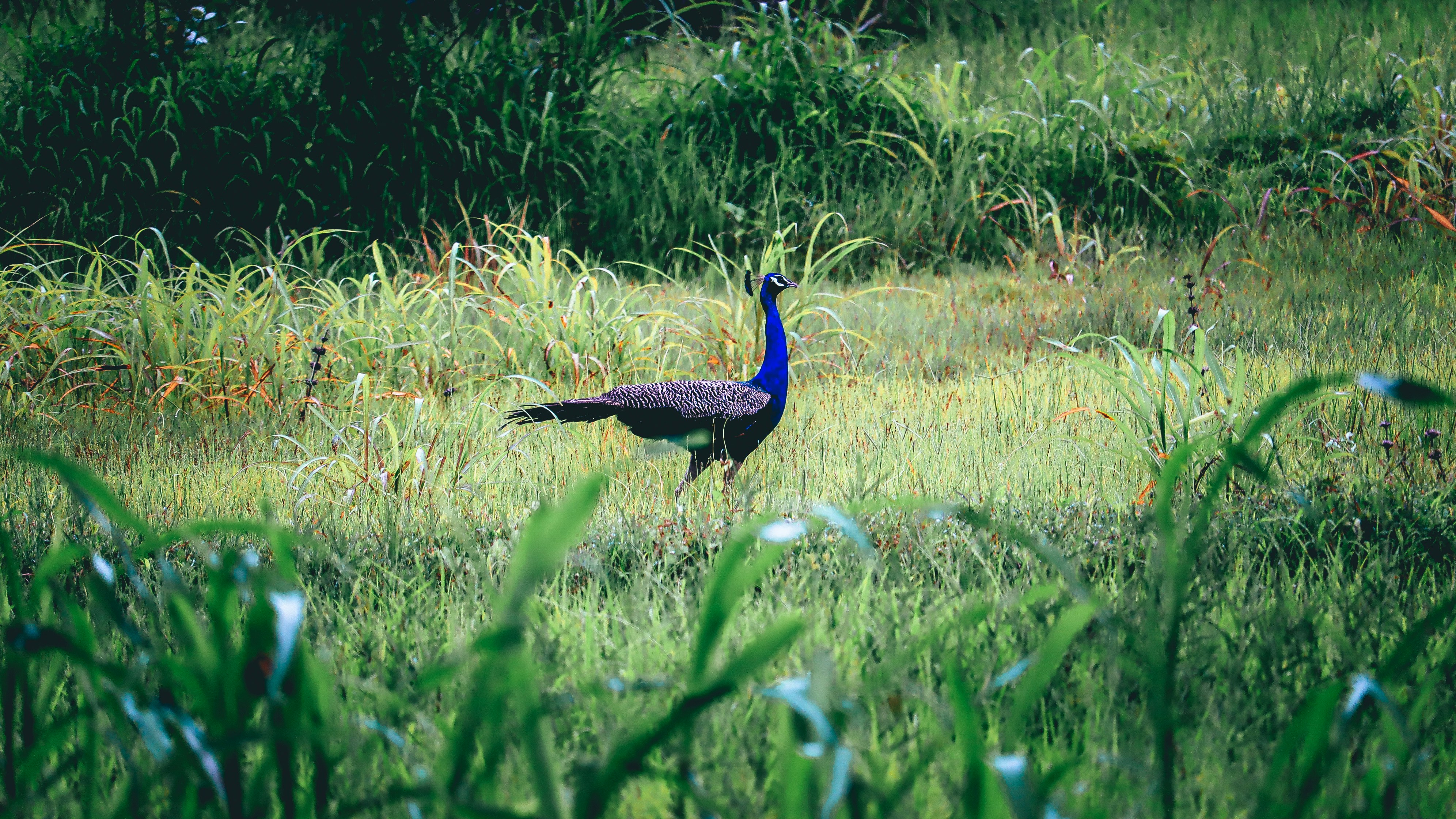 Photo by vedangtandel