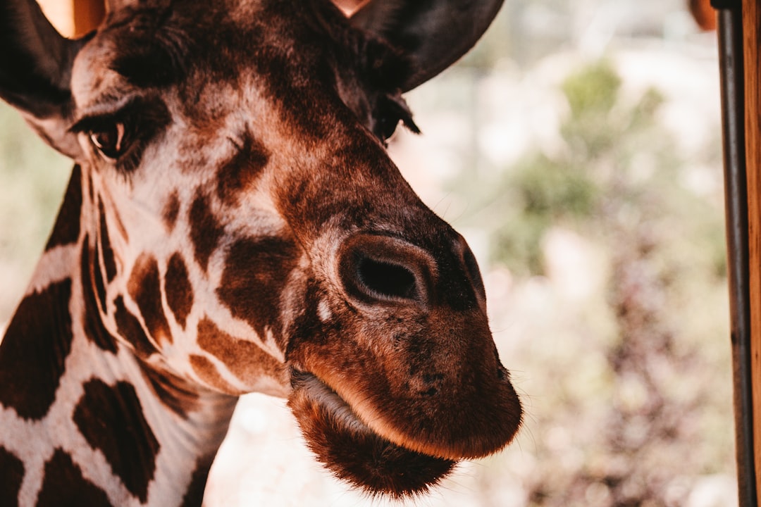 brown and white giraffe during daytime