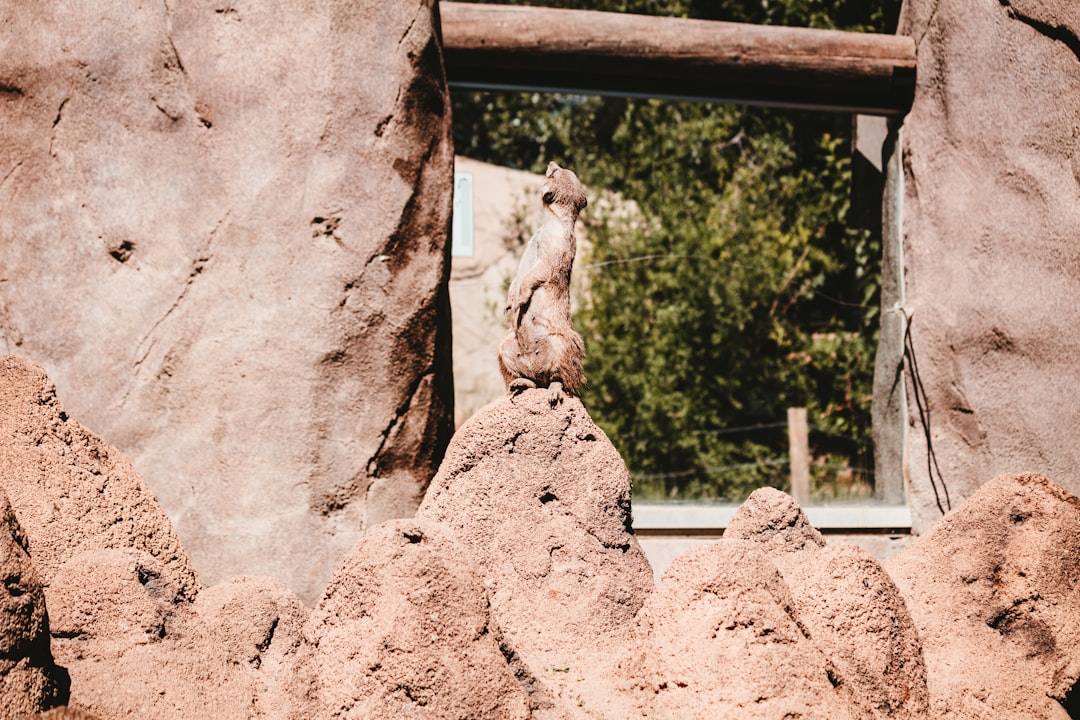 brown squirrel on brown concrete wall during daytime